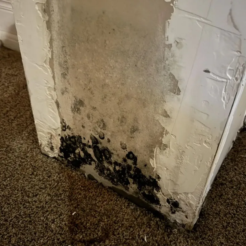 Professional Mold Removal in Stockbridge, GA
